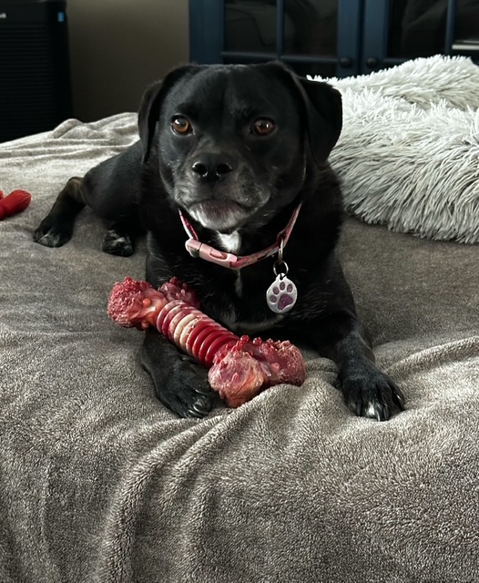 Why Pets Are Great for Empty Nesters