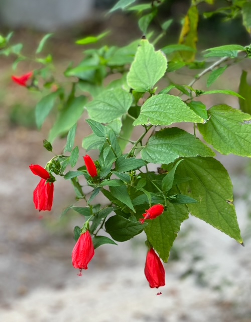 How the Holiday Season Affects Our Mood as We Age