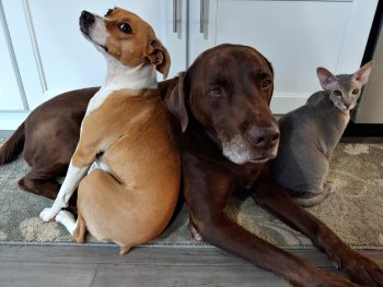 {{brizy_dc_image_alt entityId=